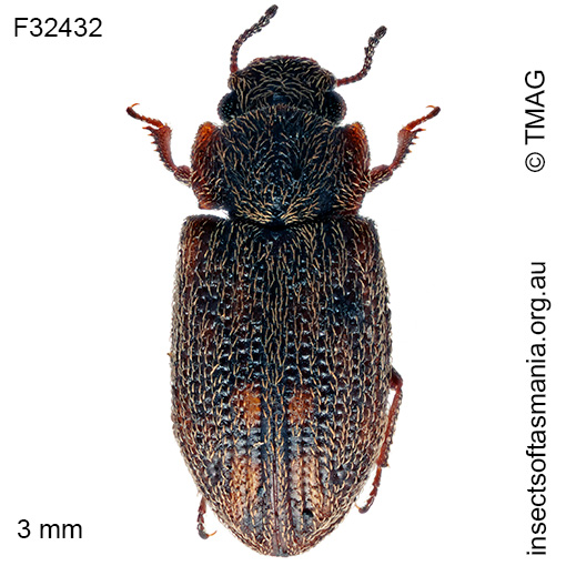Species image