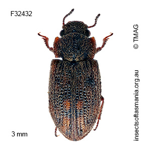 Csiro variegata