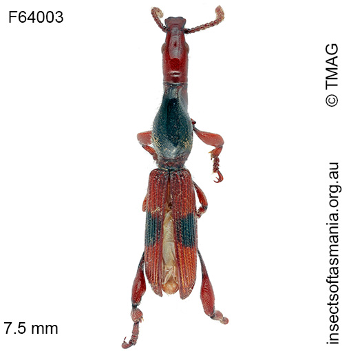 Species image