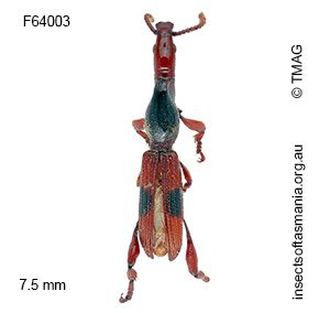 Cyphagogus bipunctatus