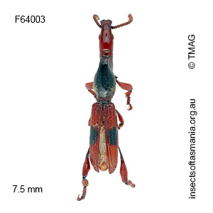 Cyphagogus bipunctatus