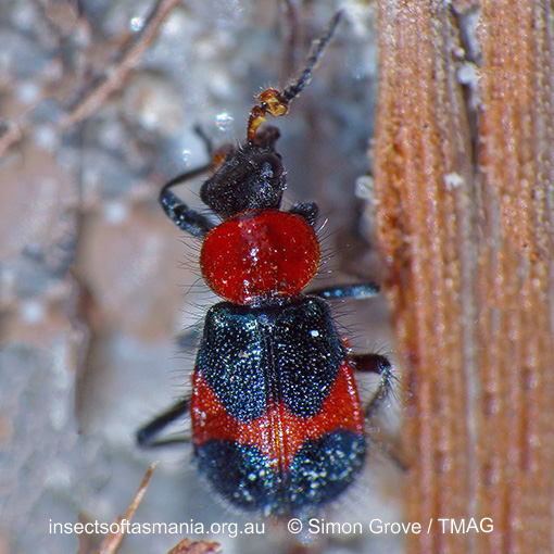 Species image