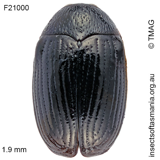Species image