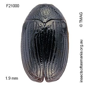 Ditropidus flavolateralis