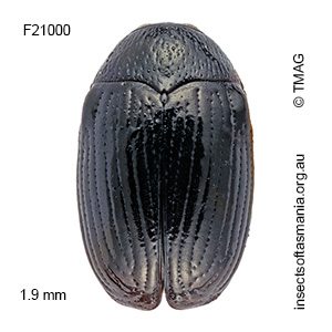 Ditropidus flavolateralis