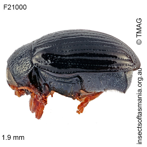 Species image