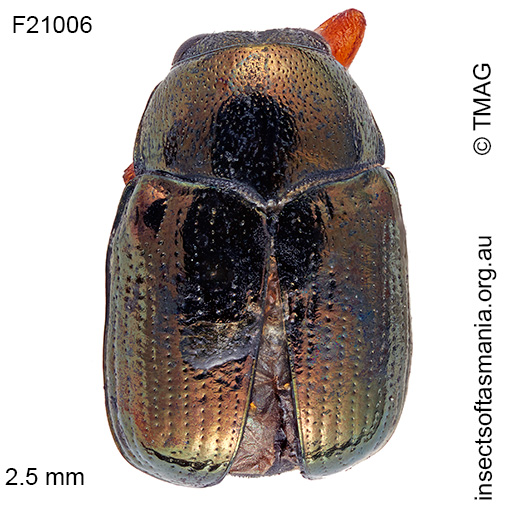 Species image