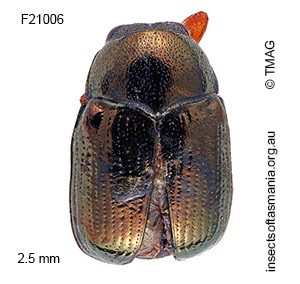 Ditropidus lentulus