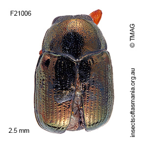 Ditropidus lentulus