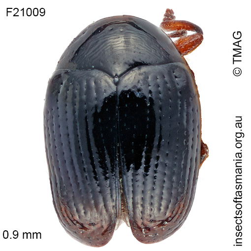 Species image