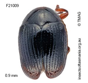 Ditropidus minutus