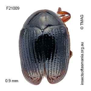 Ditropidus minutus