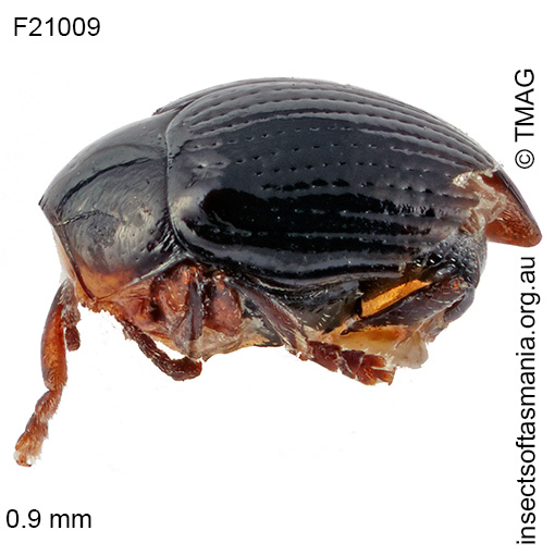Species image