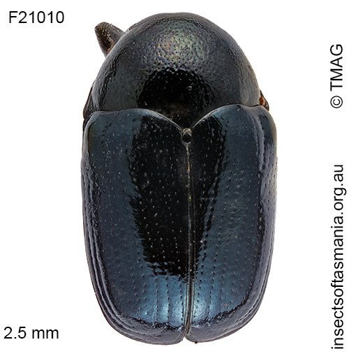 Species image