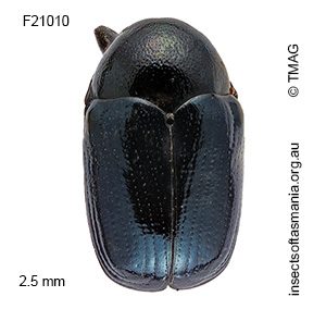 Ditropidus punctivarius