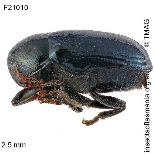 Species image