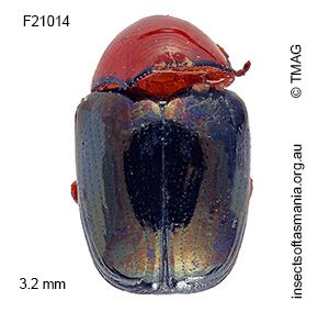 Ditropidus semicrudus