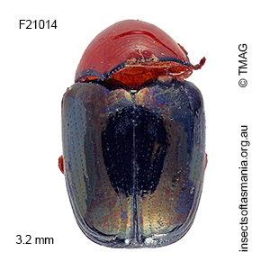 Ditropidus semicrudus