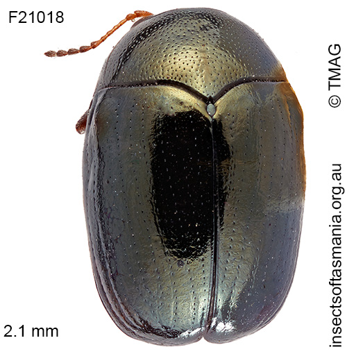 Species image