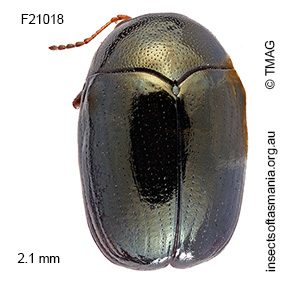 Ditropidus subaeneus