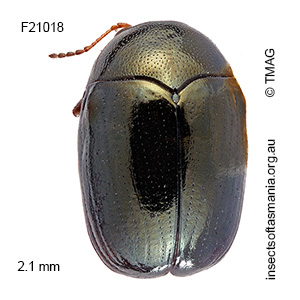Ditropidus subaeneus