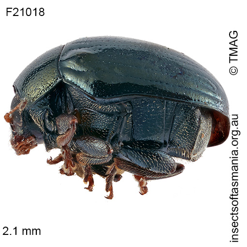 Species image