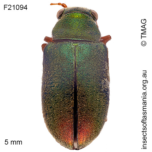 Species image