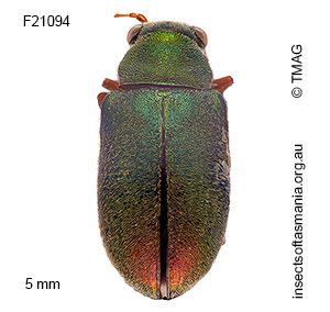 Eboo elegantula
