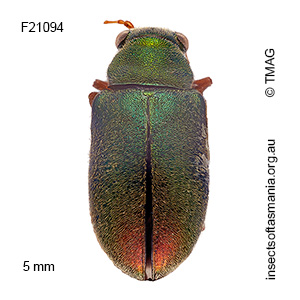 Eboo elegantula