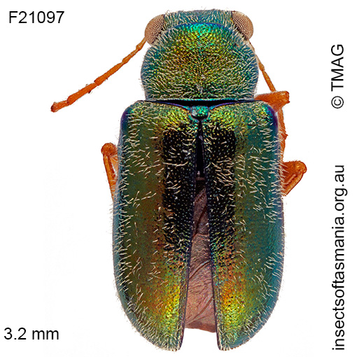 Species image