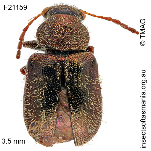 Species image