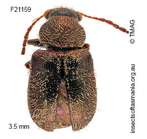 Eboo villosa