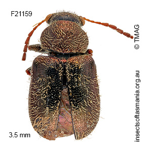 Eboo villosa