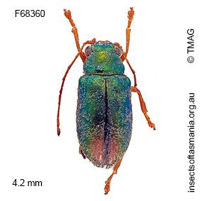 Eboo viridula