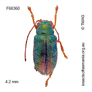 Eboo viridula