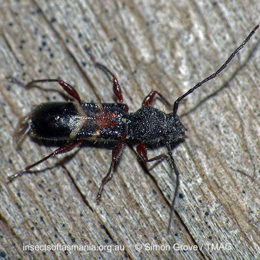 Species image