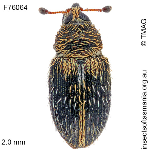 Species image