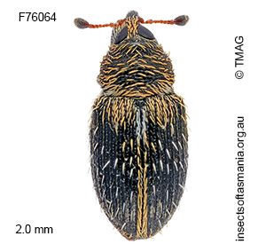 Elleschodes rufimanus