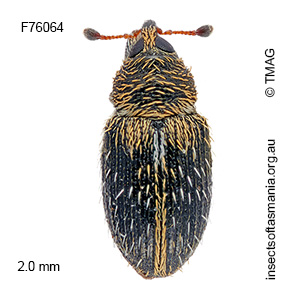 Elleschodes rufimanus