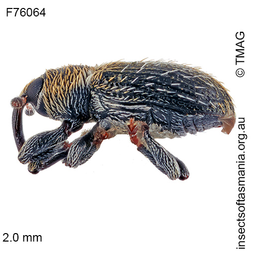 Species image