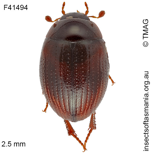 Species image