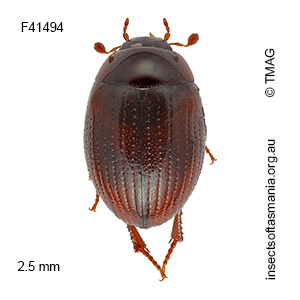 Ercycodes fossus
