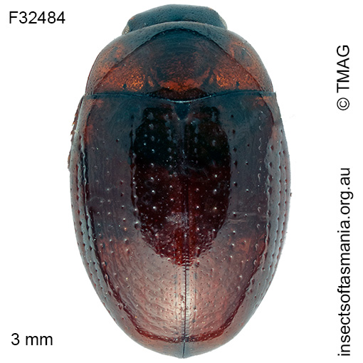 Species image