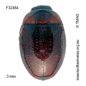 Ercycodes tasmanicus
