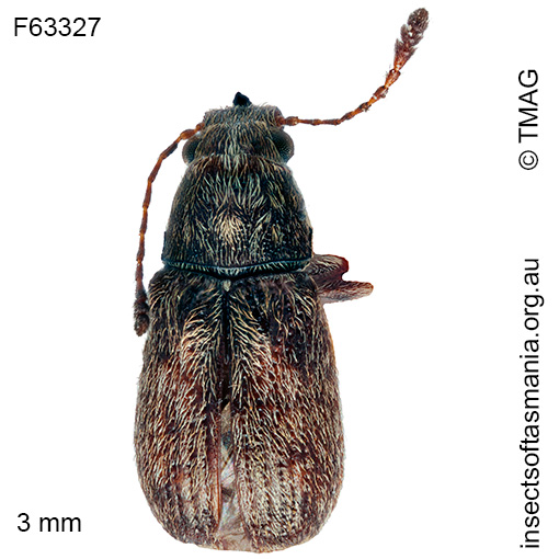 Species image