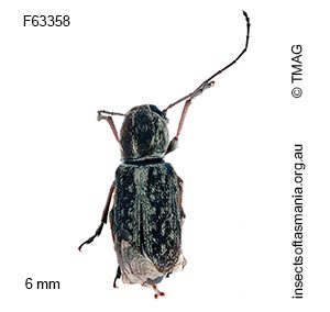 Euciodes suturalis