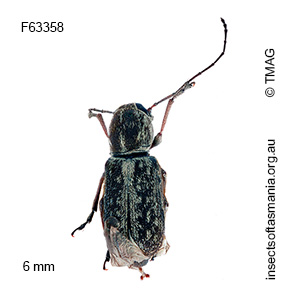 Euciodes suturalis