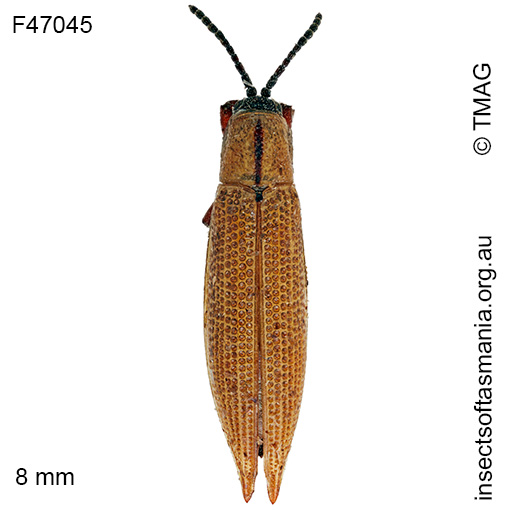 Species image