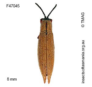 Eurispa albipennis