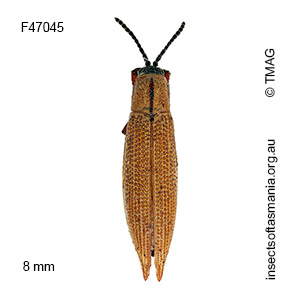 Eurispa albipennis